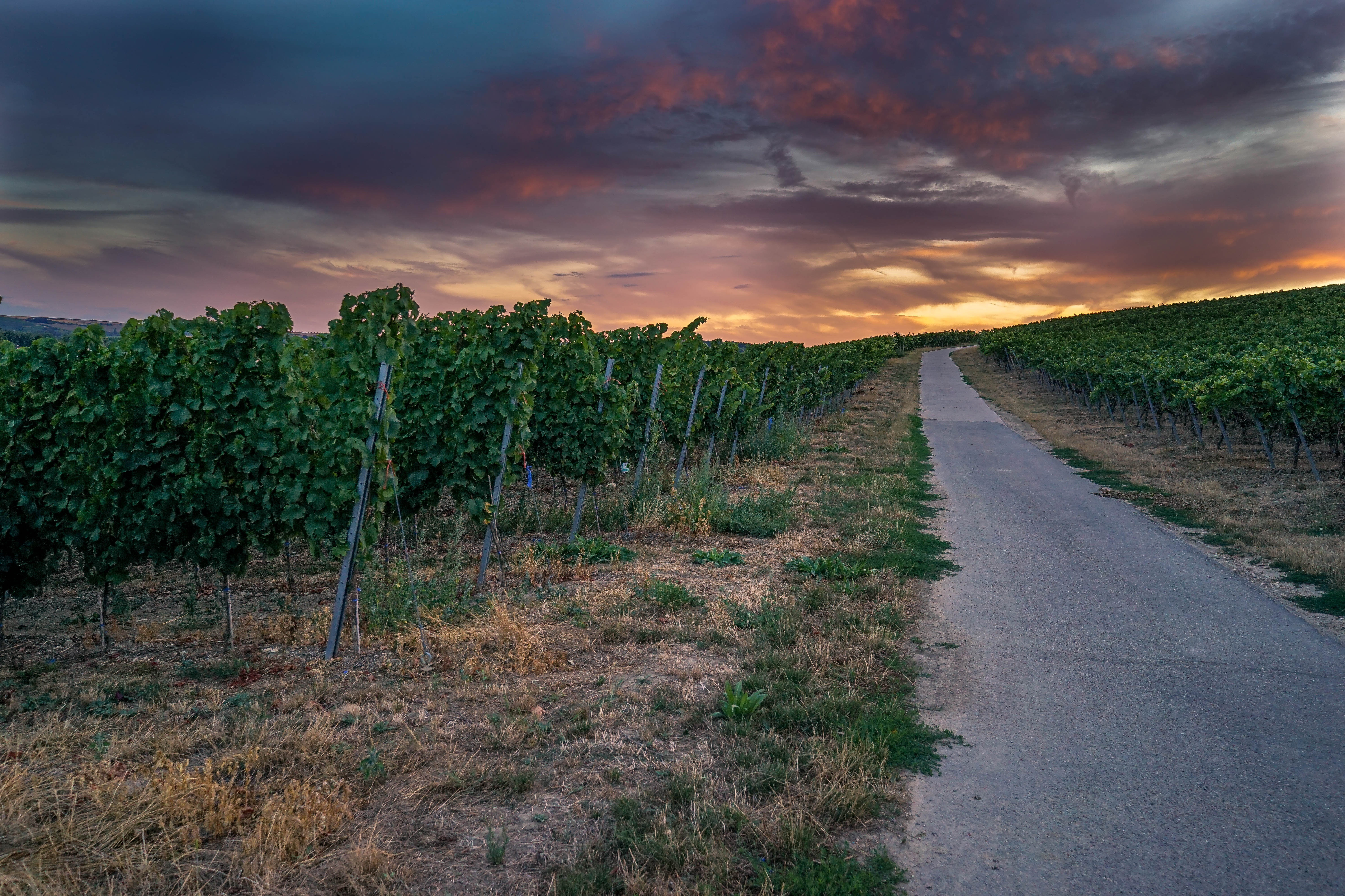 Photo d'un domaine viticole